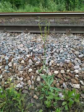 Plancia ëd Sonchus arvensis subsp. uliginosus (M. Bieb.) Nym.