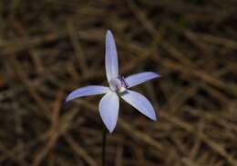 Image of Dainty blue china orchid