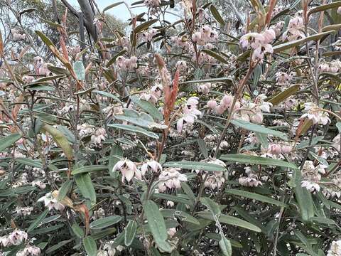 Image of Lasiopetalum behrii F. Muell