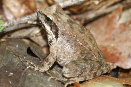 Image of Balkan Stream Frog