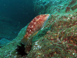 Image of Crimson banded wrasse