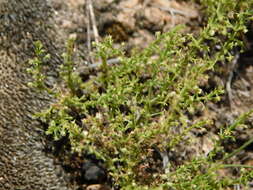 Image of Galium eriocarpum Bartl. ex DC.