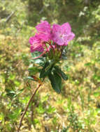 Image of Kalmia microphylla (Hook.) A. Heller