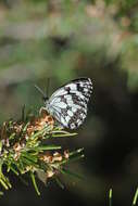 Plancia ëd Melanargia lachesis Hübner 1790