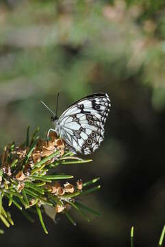 Imagem de Melanargia lachesis Hübner 1790