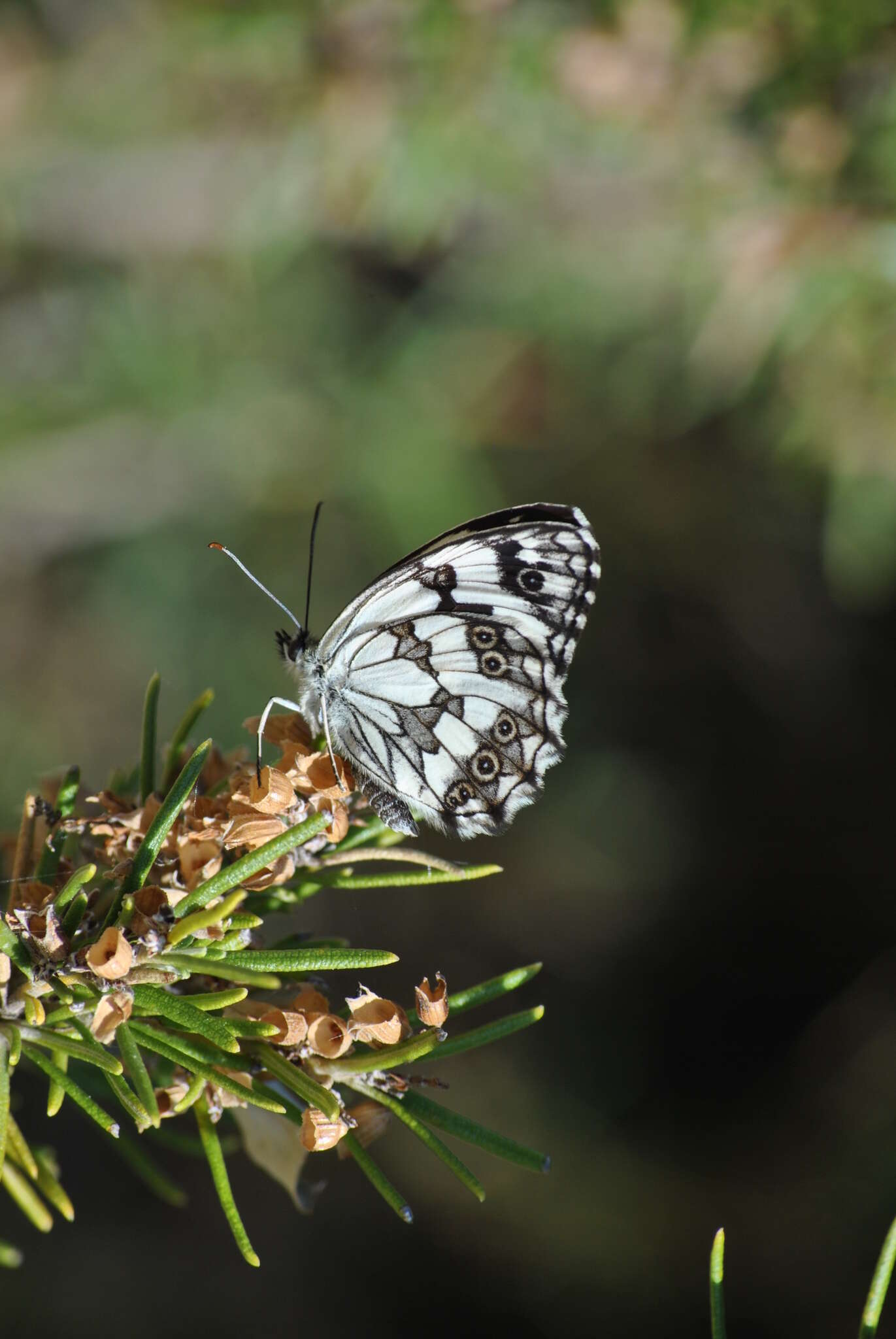 Imagem de Melanargia lachesis Hübner 1790