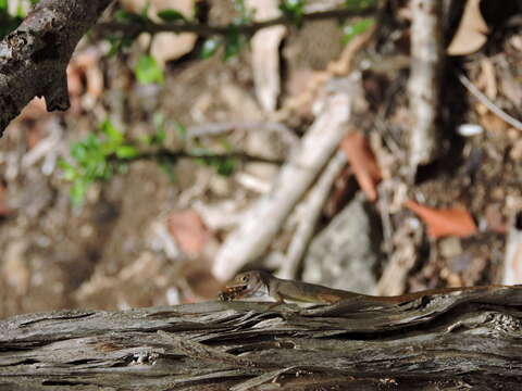 Image of Schwartz'  Anole