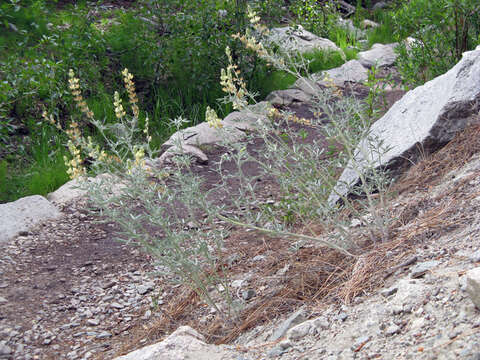 Image of Dedecker lupine