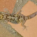 Image of Two-colored Thick-toed Gecko