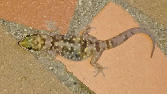 Image of Two-colored Thick-toed Gecko