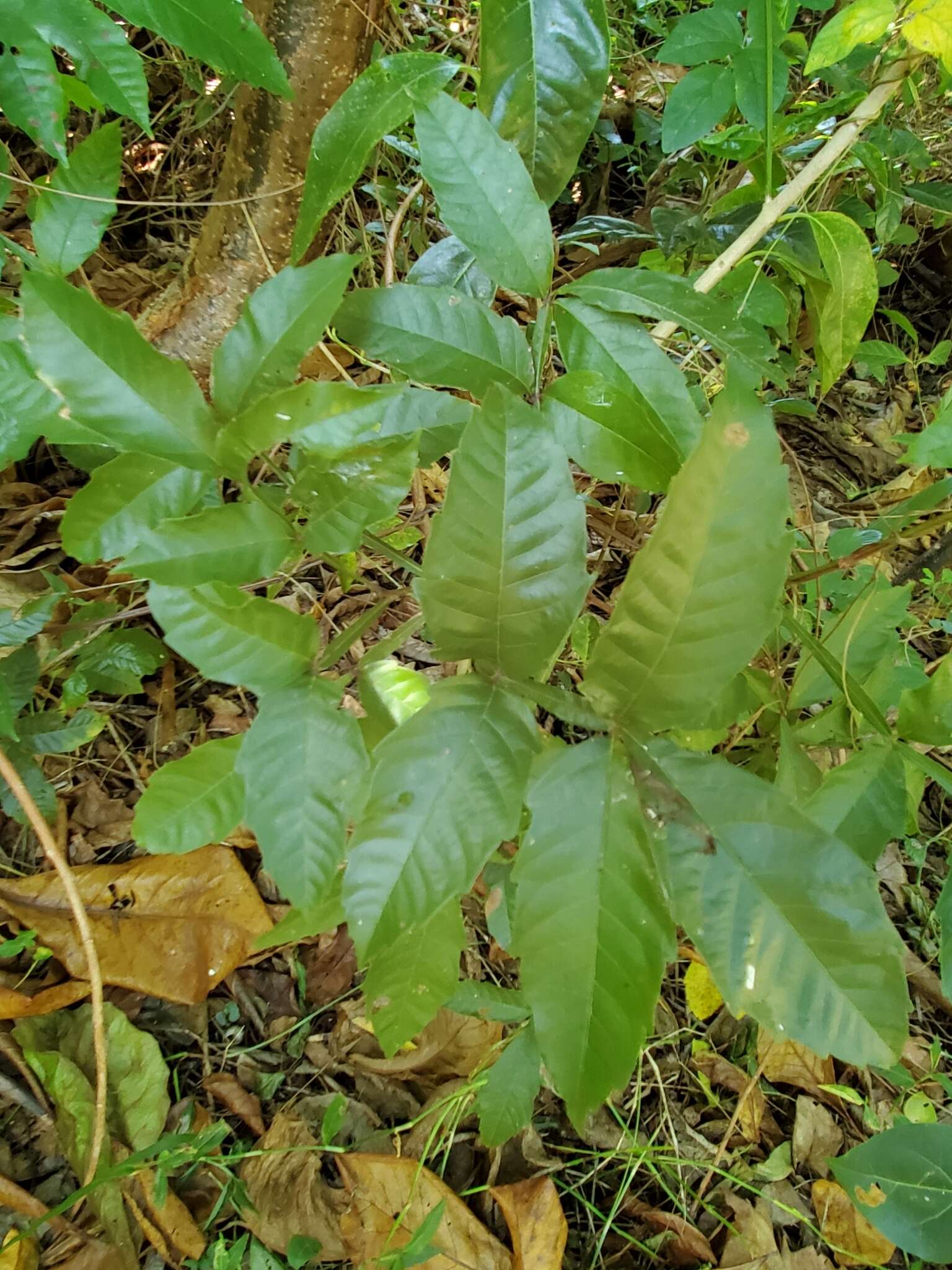 Слика од Paullinia pinnata L.