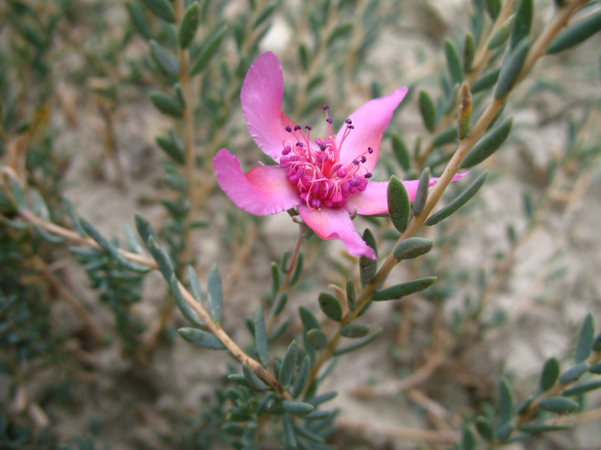 Image de Reaumuria alternifolia (Labill.) Britten