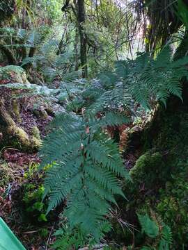 Image of Dicksonia lanata subsp. hispida (Colenso) Perrie & Brownsey