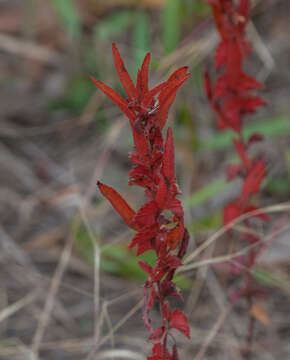 Image de Acalypha monococca (Engelm. ex A. Gray) Lill. W. Mill. & Gandhi