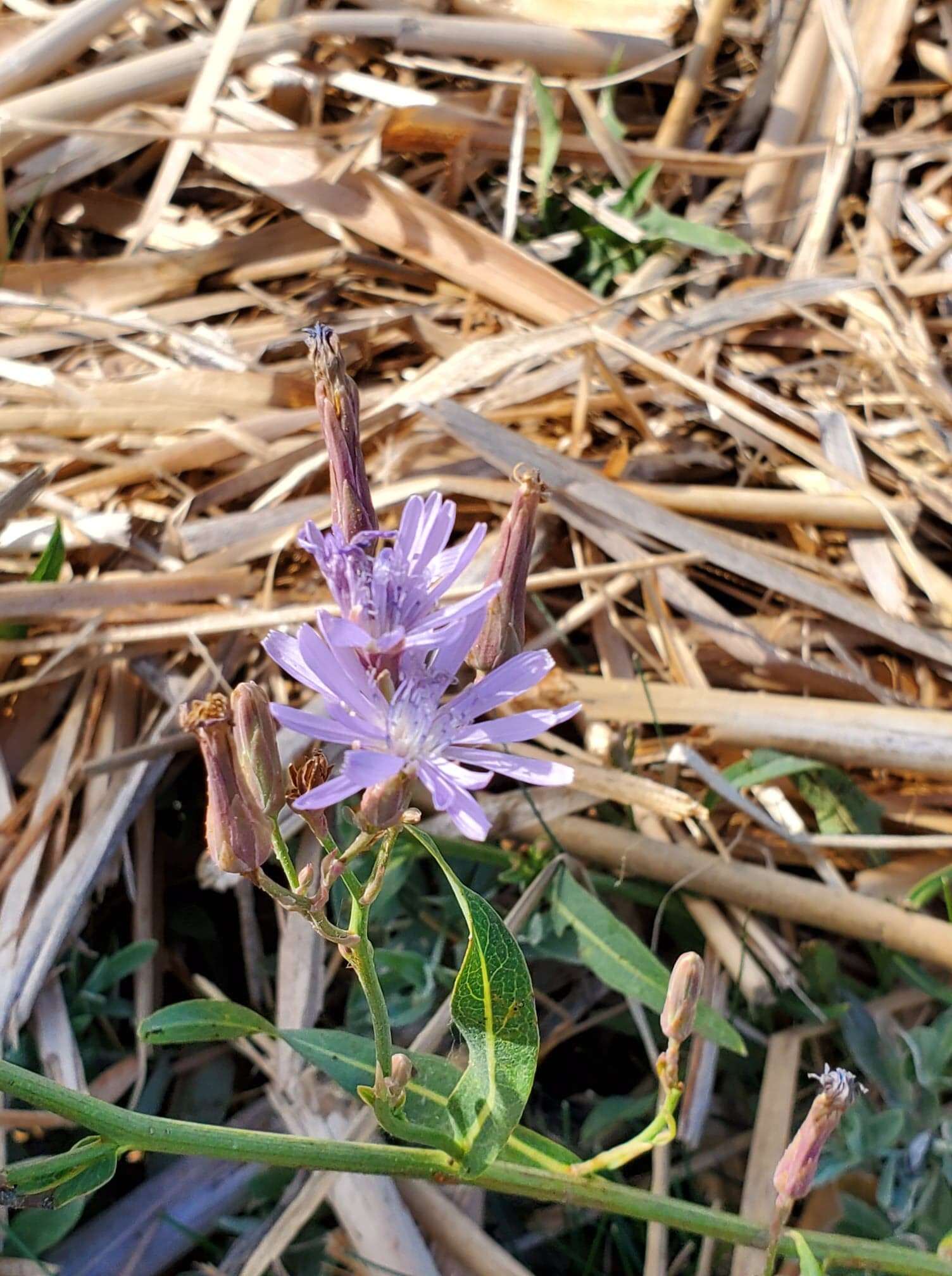 صورة Lactuca pulchella (Pursh) DC.