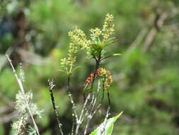 Sivun <i>Weinmannia balbisiana</i> kuva