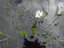 Ranunculus pallasii Schltdl.的圖片