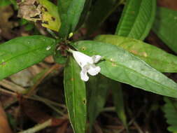 صورة Ruellia terminalis (Nees) D. C. Wassh.