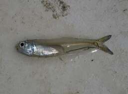 Image of Anchovy