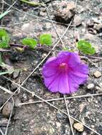 Imagem de Ipomoea noctulifolia G. D. Mc Pherson