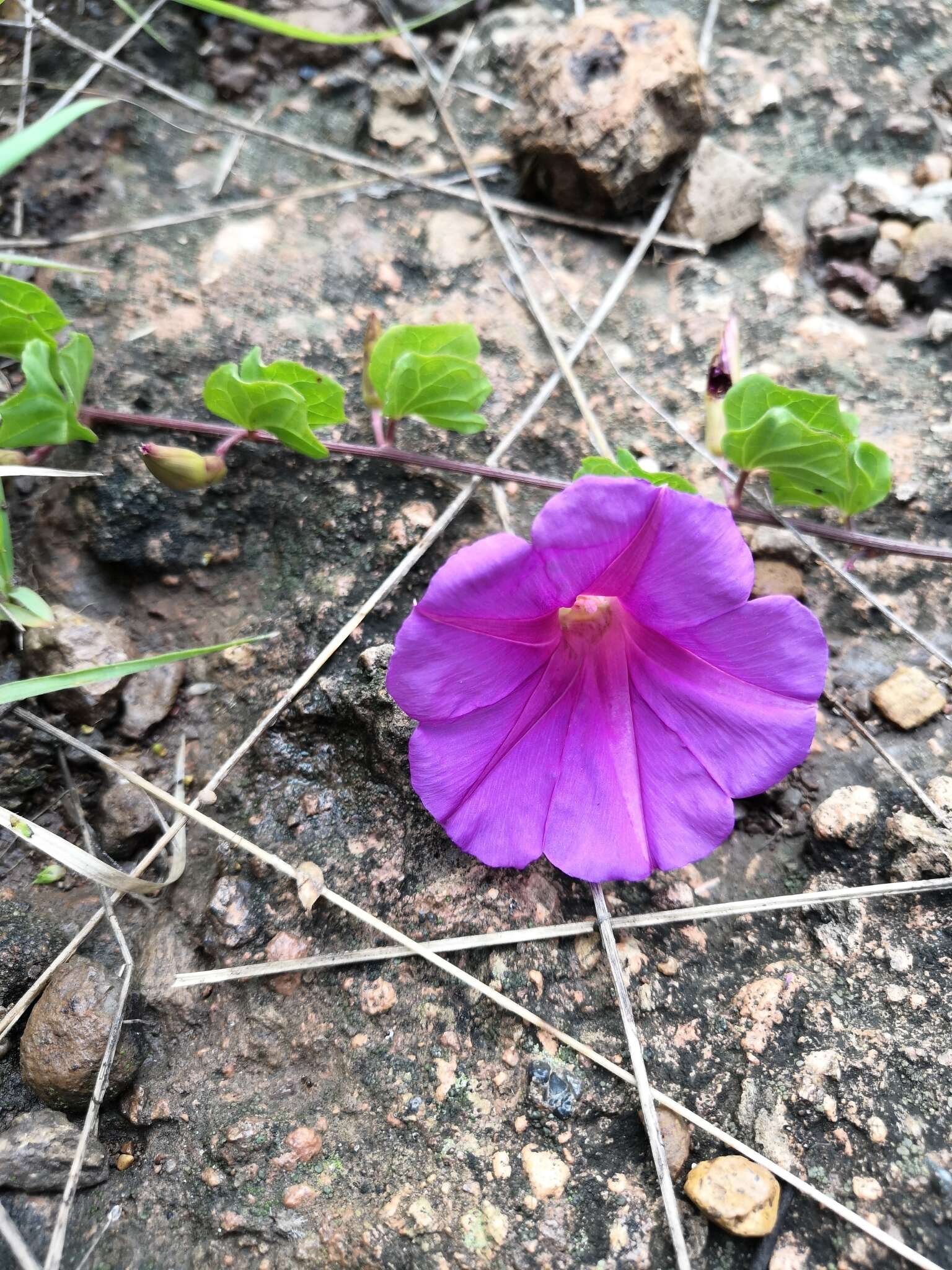 Ipomoea noctulifolia G. D. Mc Pherson resmi