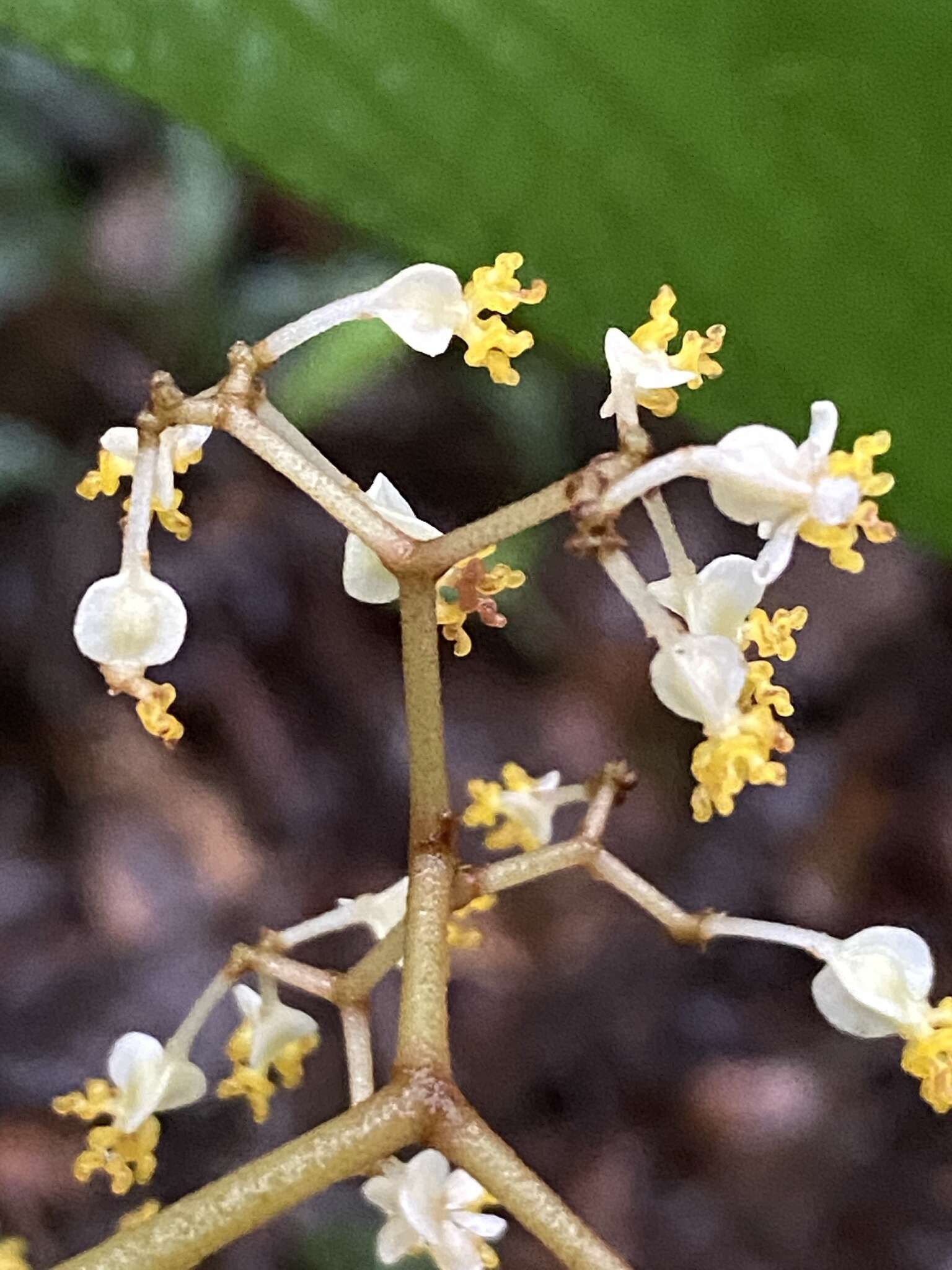 Image of Begonia hookeriana Gardner