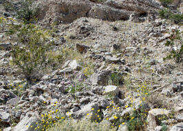 Image of Anza Desert Harvester