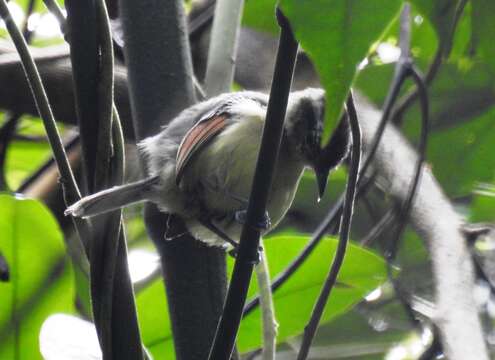 Image of Rufous-winged Antwren