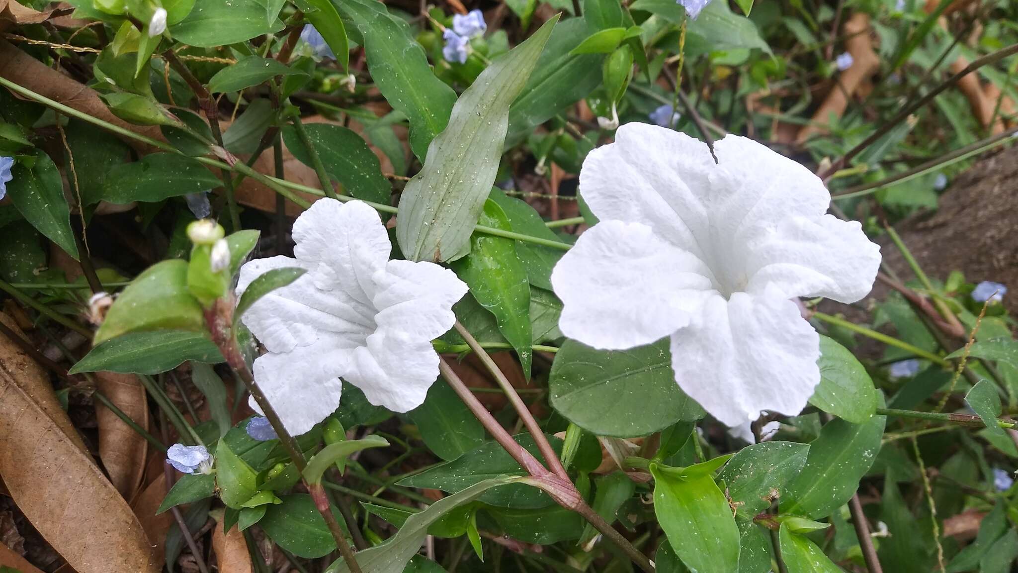 Sivun Ruellia foetida Humb. & Bonpl. ex Willd. kuva