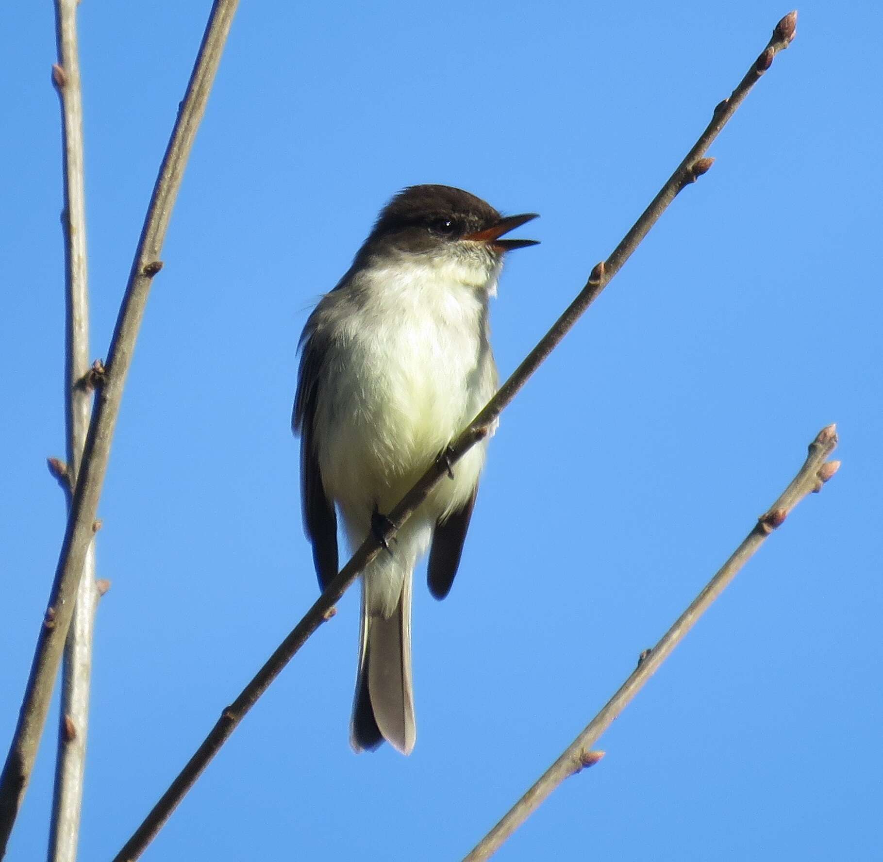 Image of Eastern Phoebe