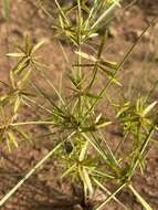 Image of Cyperus pelophilus Ridl.