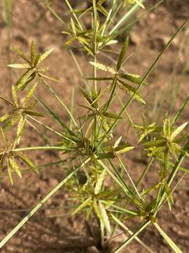 Image of Cyperus pelophilus Ridl.