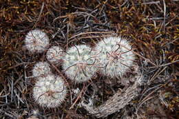 Image of Mammillaria moelleriana Boed.