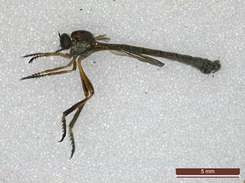 Image of Leptogaster cylindrica (De Geer 1776)