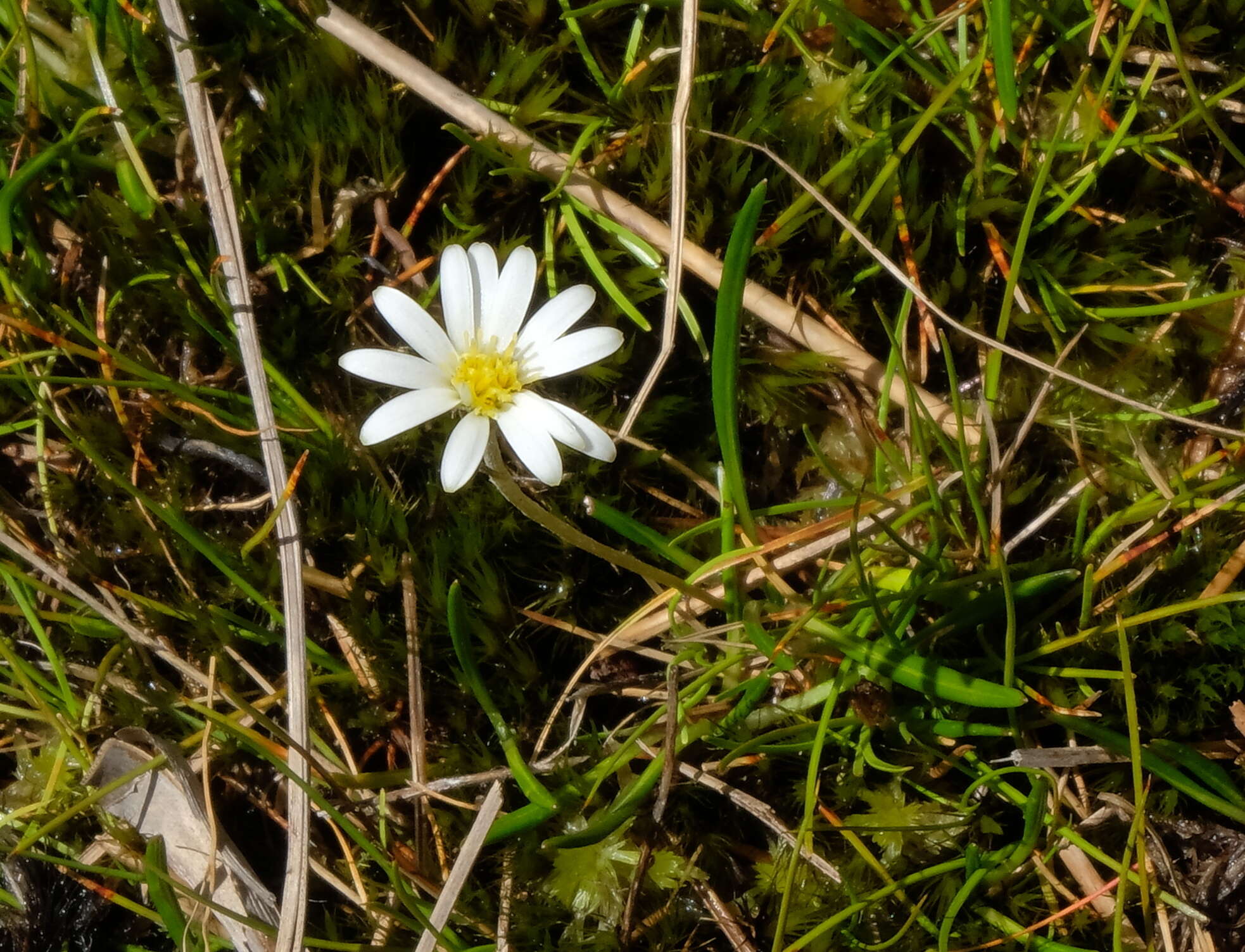 Image of Celmisia alpina (Kirk) Cheesem.