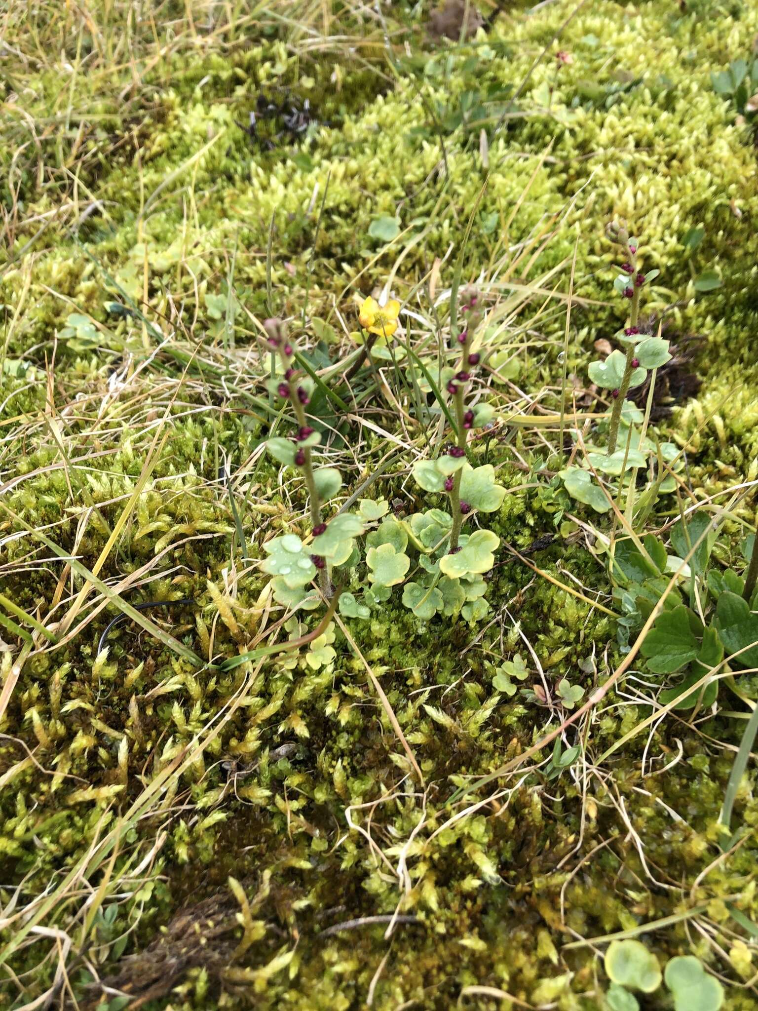 Plancia ëd Saxifraga cernua L.