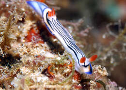 Image de Hypselodoris maritima (Baba 1949)