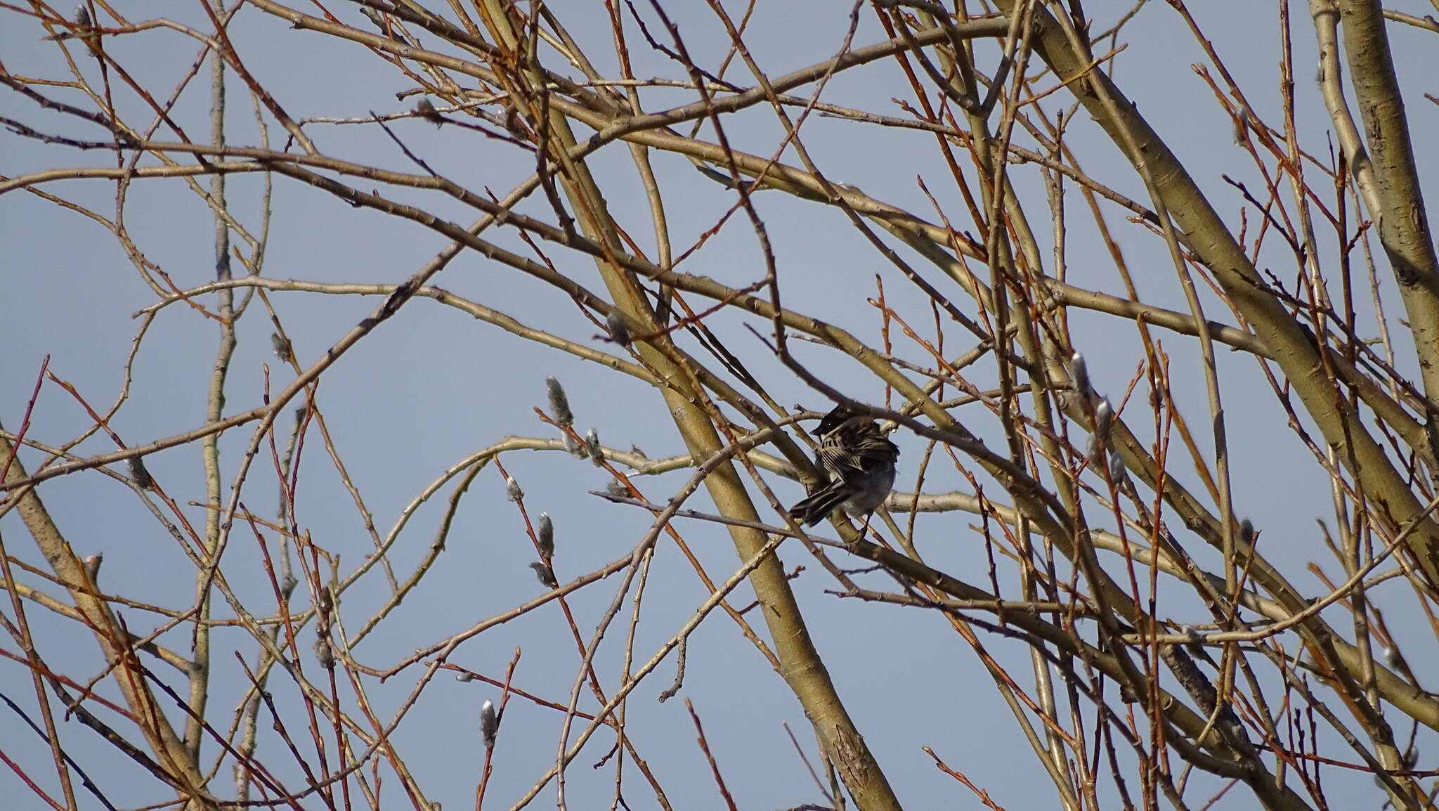 Image of Pallas's Bunting