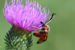 Image of Zygaena laeta Hübner 1790