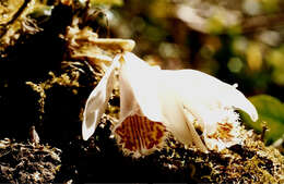 Imagem de Pleione humilis (Sm.) D. Don