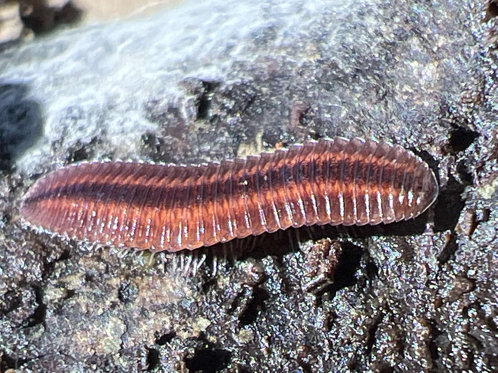 Image of Octoglena bivirgatum Wood 1864