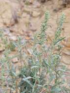 Image of sickle saltbush