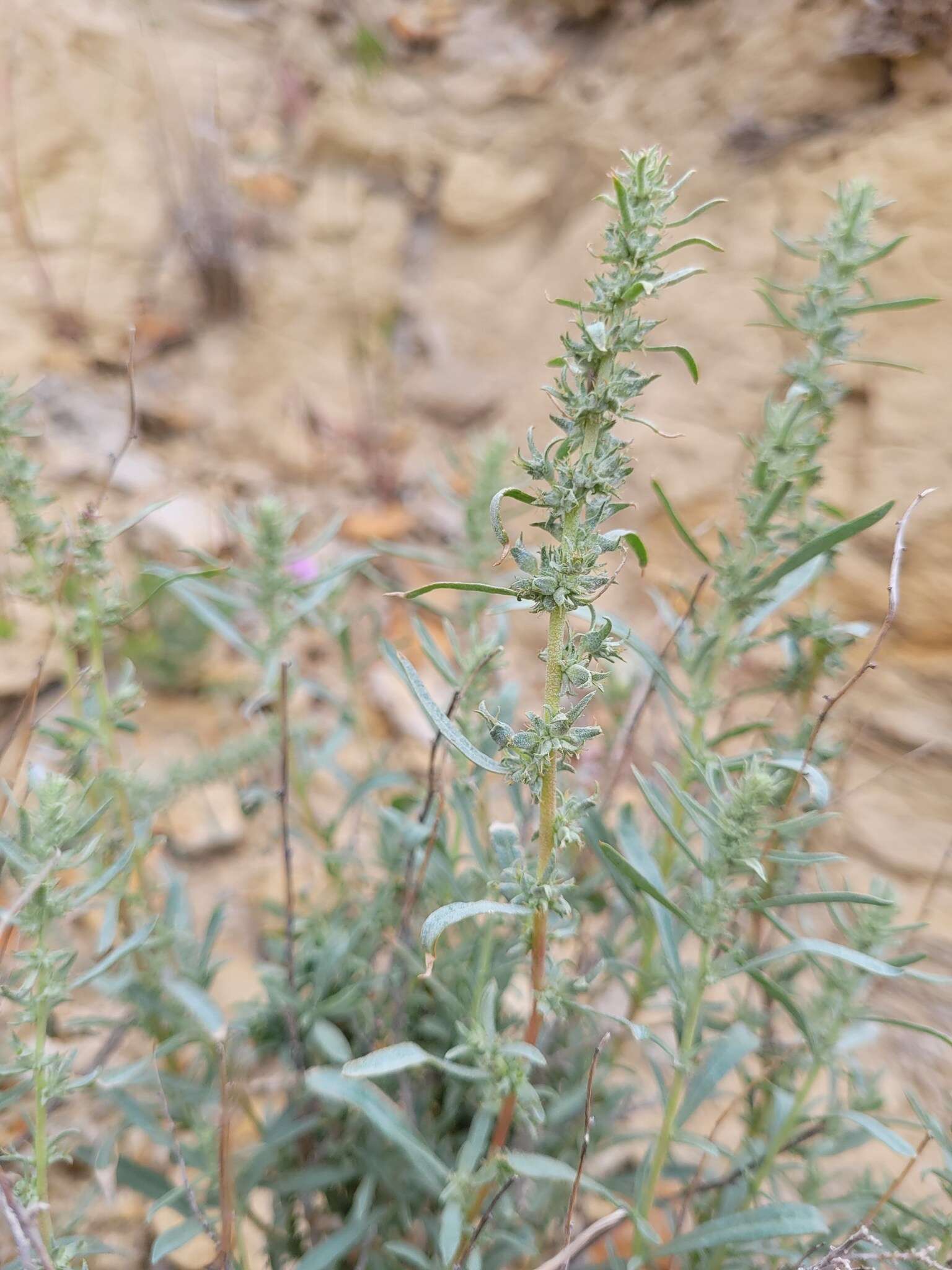 Image of sickle saltbush
