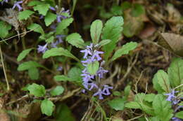 Ajuga yesoensis var. tsukubana Nakai的圖片