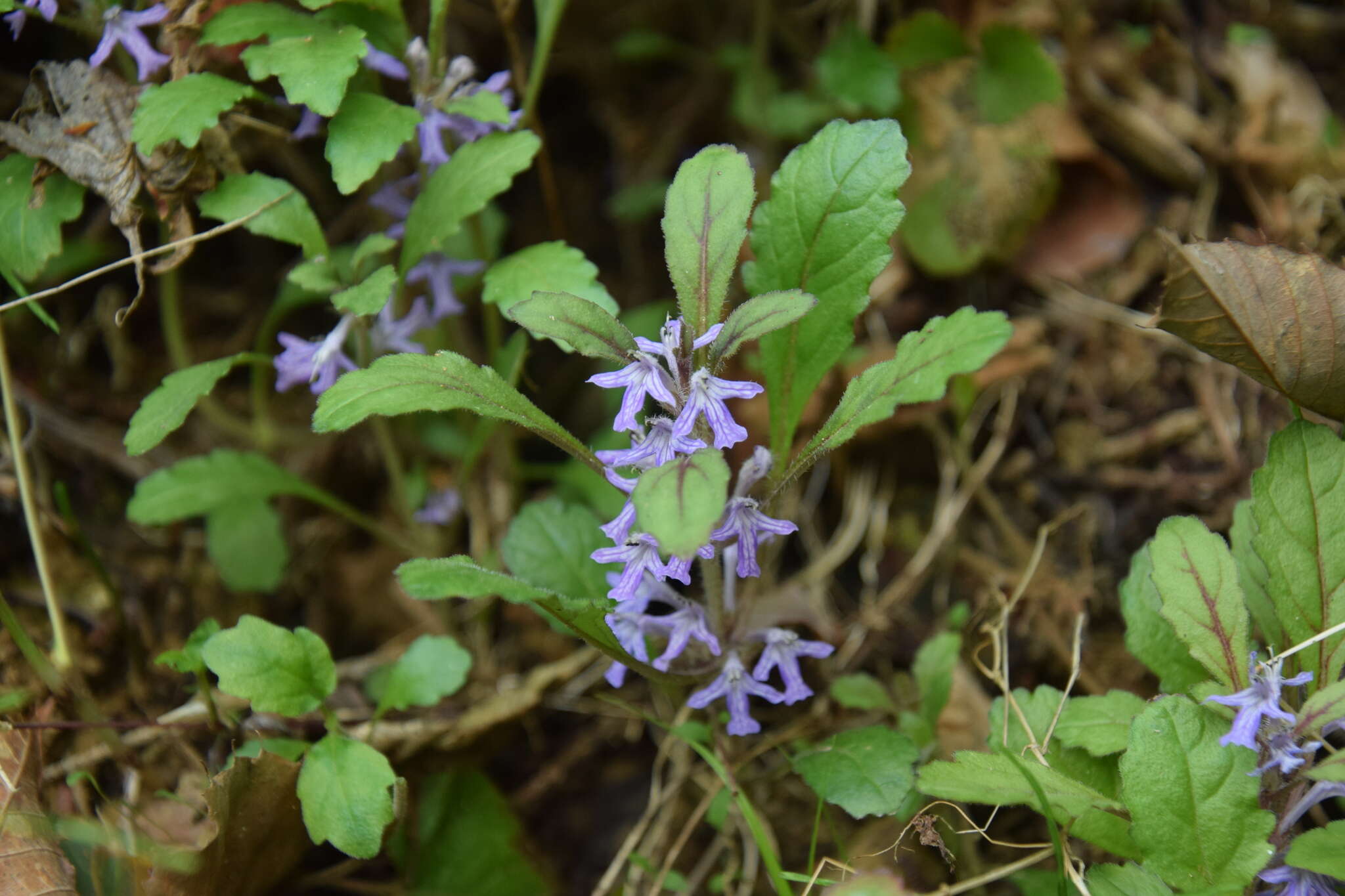 Слика од Ajuga yesoensis var. tsukubana Nakai