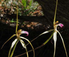 Image of Caladenia uliginosa subsp. uliginosa