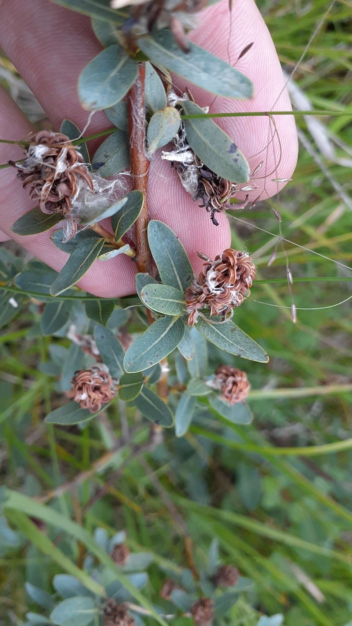 Salix pedicellaris Pursh的圖片