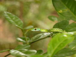 Image of Leptophis ahaetulla nigromarginatus (Günther 1866)