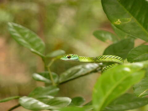 Leptophis ahaetulla nigromarginatus (Günther 1866)的圖片