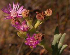 Imagem de Phiambolia longifolia Klak